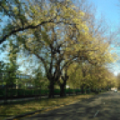 Halló Cegléd - Rákóczi út