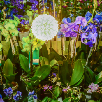 Orchideák éjszakája az Oázis kertészetben