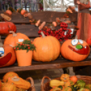 Családi tökfaragás - Oázis Kertészeti Áruház