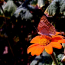 Együttműködésbe kezdett a csemői Marosi Faiskola és a Nemzeti Agrárkutatási és Innovációs Központ