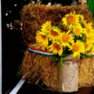 Augusztus 20. - Az új kenyér