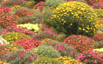 Az ősz legvidámabb virágai