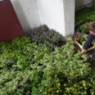 Szebb, virágosabb Ceglédért