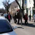 Elefánt a Rákóczi úton