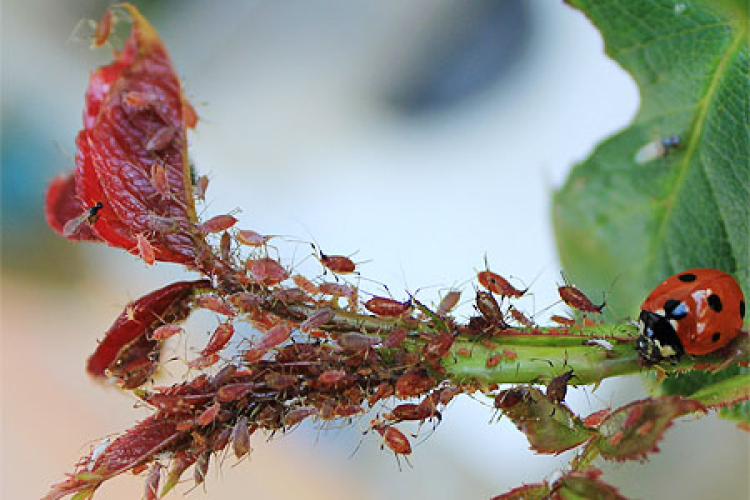 Kártevők a kertben 2.