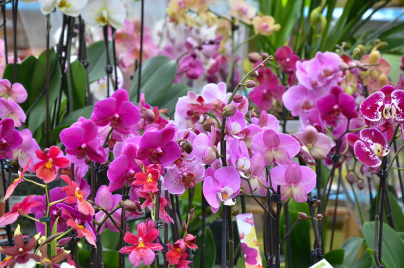 Oázis Kertészeti Áruház