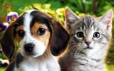 Prevenció a felelős állattartás érdekében