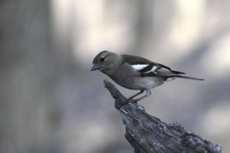 Tardonától az ,,őserdőig’’