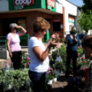 Csemői - Anyám tyúkja