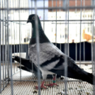 Galambkiállítás Cegléden