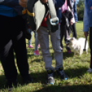 Állatok világnapja a Vörösmarty téren