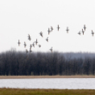 Belvízkárok Cegléden