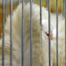 Galambkiállítás Cegléden