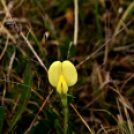 Karanténséta a Gerje parton