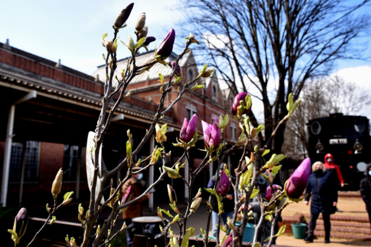 Két új magnóliafát ültettek