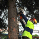 Felállították a város karácsonyfáját