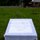 Czigle fűzfákat ültettek a Malom térre