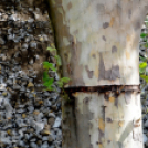 Városi Strandfürdő - Ledarálták az 50-est