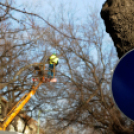 Megmetszették az ostorfákat