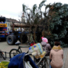 Felállították a város karácsonyfáját