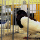 Ceglédi galamb mustra