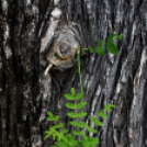 Városalapítók napja