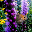 Telefonfotók - Ceglédi hangulatok