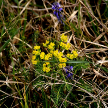 Karanténséta a Gerje parton