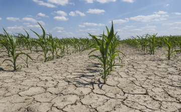 Agrometeorológia: egyre súlyosabb a mezőgazdasági aszály
