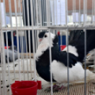 Galambkiállítás Cegléden