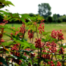 Együttműködésbe kezdett a csemői Marosi Faiskola és a Nemzeti Agrárkutatási és Innovációs Központ