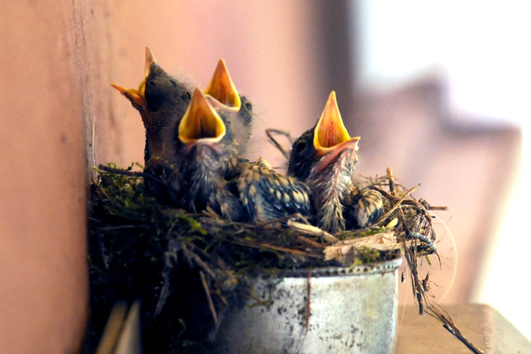 Egy halkonzervnyi gondoskodás