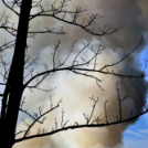 Száraz növényzet égett