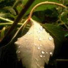 Telefonfotók - Ceglédi hangulatok