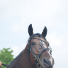 Bor és laskafesztivál - II