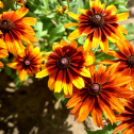 A növénynemesítő nyomában