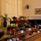 Legszebb rajzok, legszebb kertek