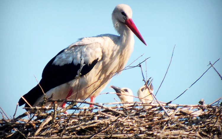 Elköltözött a ceglédi gólya