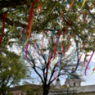 A város májusfája