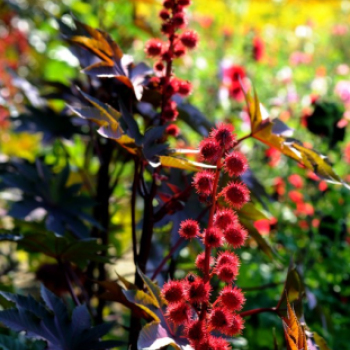 Színpompás bemutató