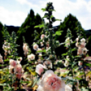 Csemőben is járt a nemzetközi zsűri