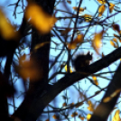 Ceglédi mókuscsalád