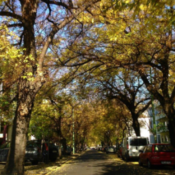 Halló Cegléd - Rákóczi út