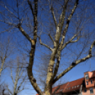 Magyar költészet napja