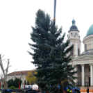 Felállították a város karácsonyfáját