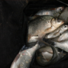 Éhmann Ferenc Emlék Kupa