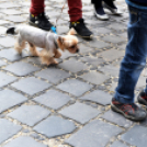 Régi idők piactere - VÁROSNAPOK