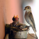 Egy halkonzervnyi gondoskodás