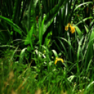 Karanténséta a Gerje parton