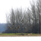 Belvízkárok Cegléden